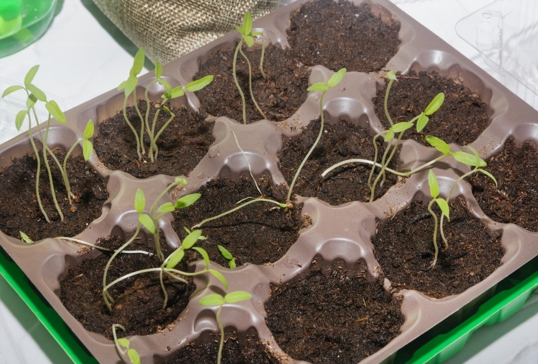 Why Your Tomato Seedlings Are Falling Over