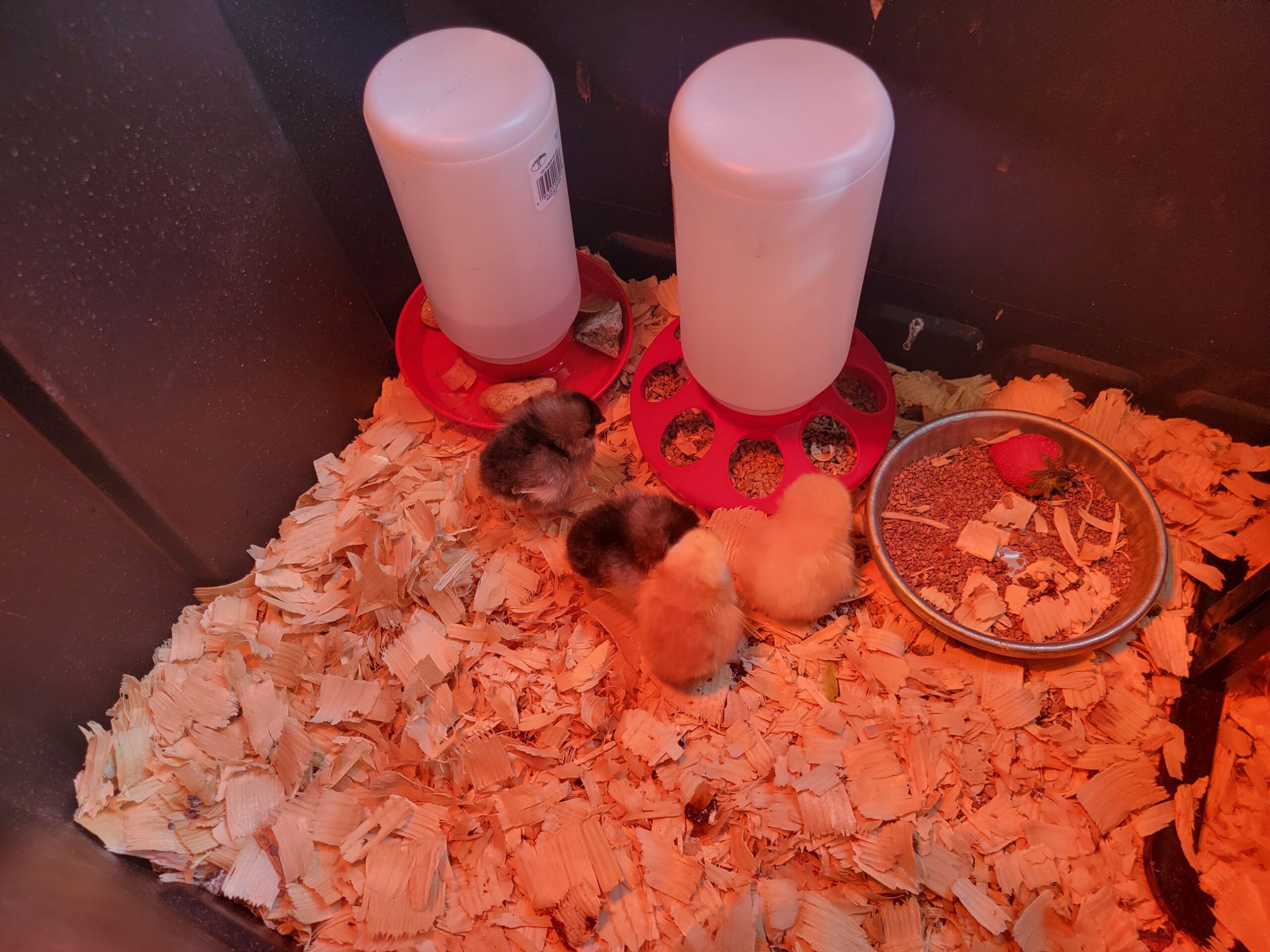 Raising Baby Chicks for Beginners