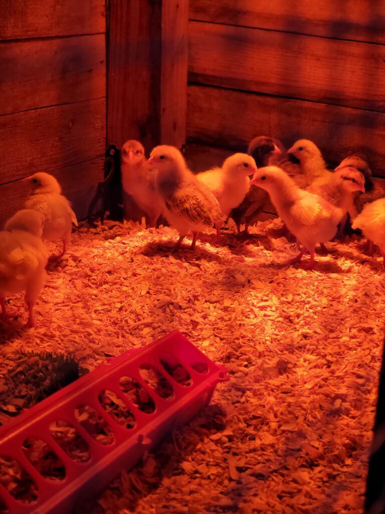 brooder